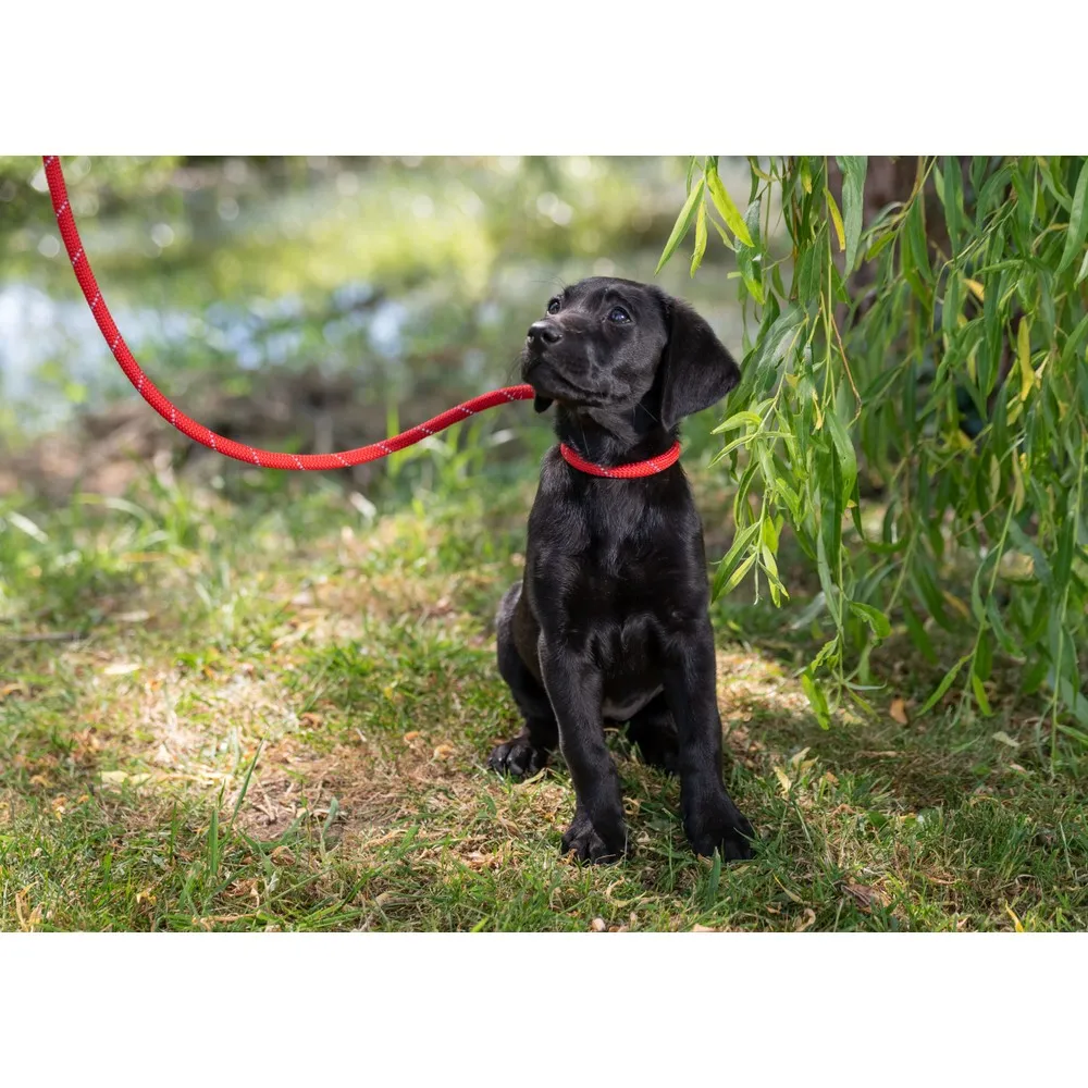 Ancol Viva Rope Slip Reflective Black 1.5m x 12mm